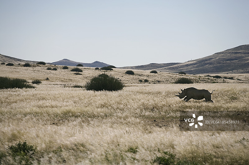 犀牛冲锋图片素材