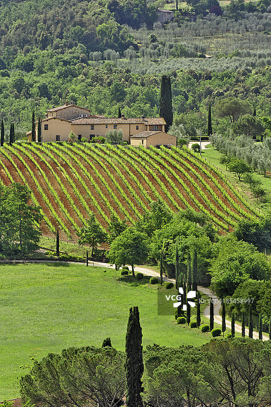 从蒙特里吉欧尼看到的托斯卡纳葡萄园图片素材