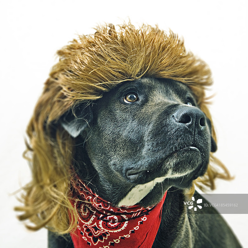 每只狗都应该有鲻鱼图片素材