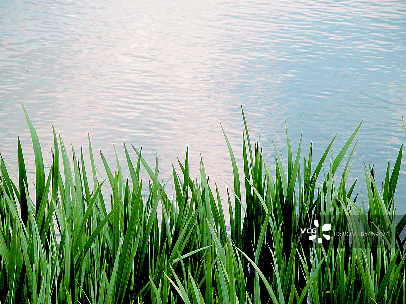 池塘边的高草图片素材