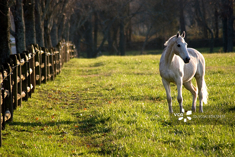 站在田野里，向远处看的白马图片素材