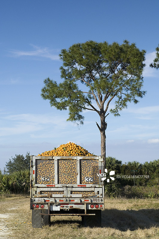 橙子园图片素材