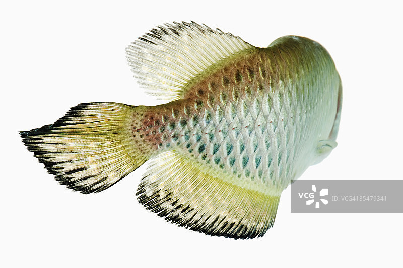 澳洲星点珍珠龙鱼图片素材