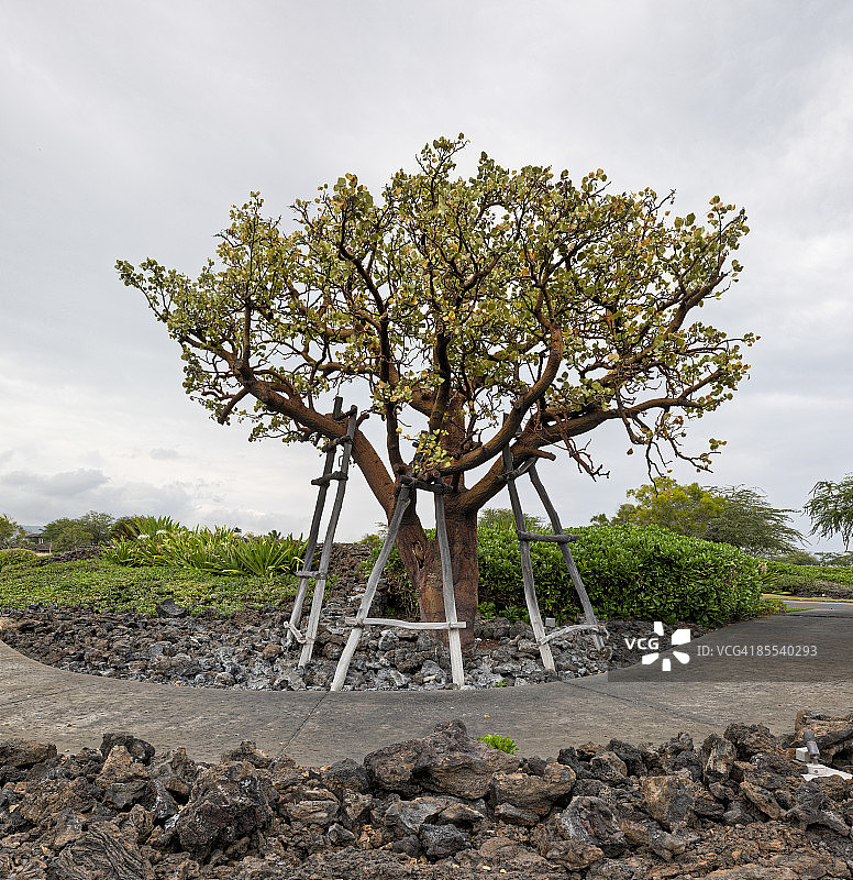 树木支撑图片素材