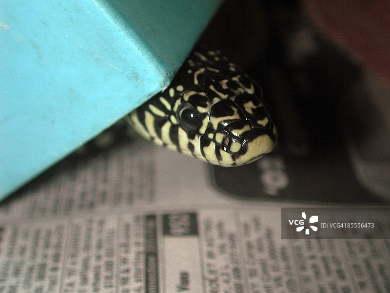 斑点王蛇图片素材