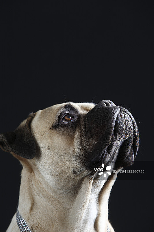 向上看的牛獒犬图片素材