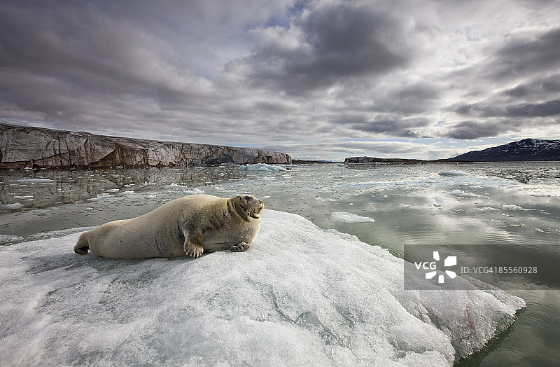 挪威斯瓦尔巴特群岛的冰山上的髯海豹图片素材