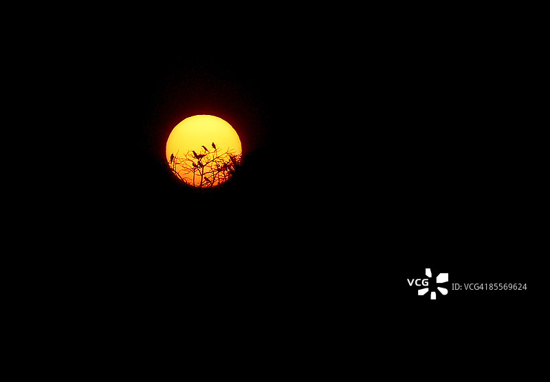 乌鸦与夕阳图片素材