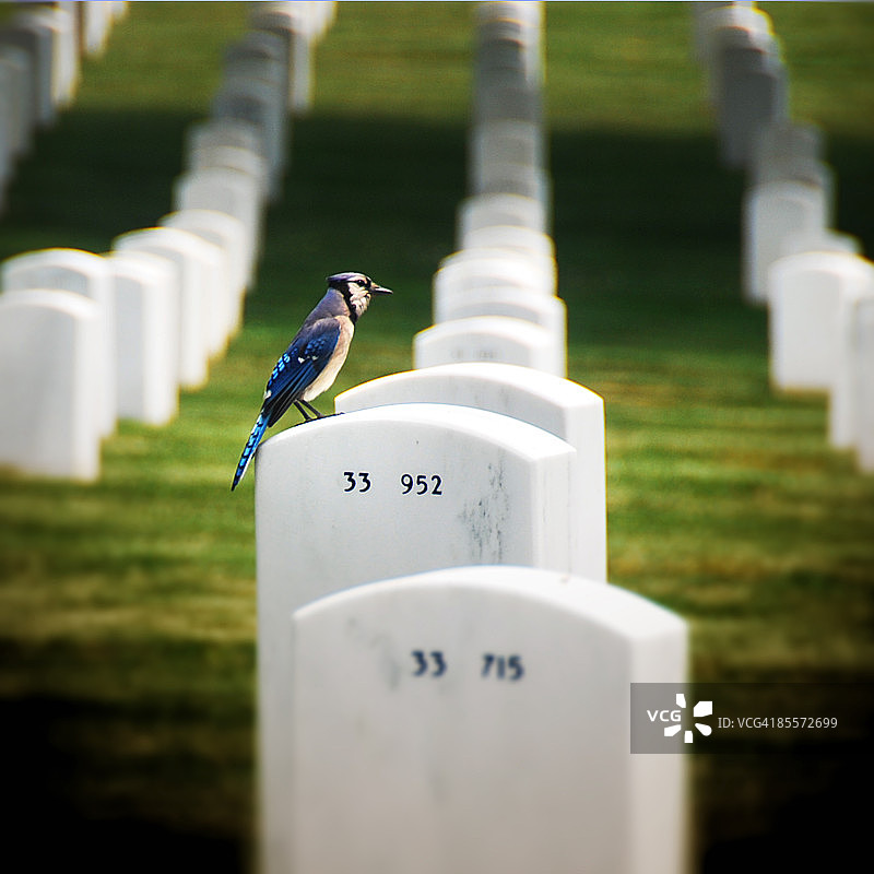 阿灵顿纪念馆的蓝松鸦图片素材