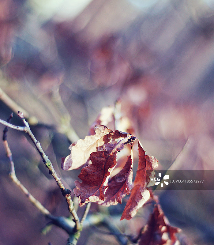 橡树叶子图片素材