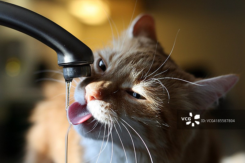 吉利根猫在水龙头下喝水图片素材