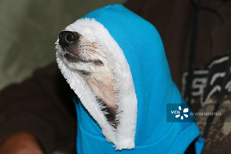 吉娃娃图片素材