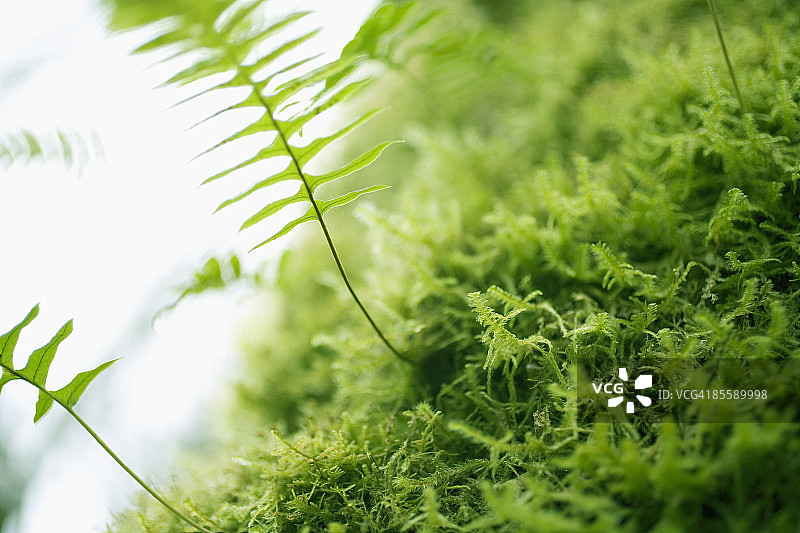 雨林中的蕨类植物特写图片素材