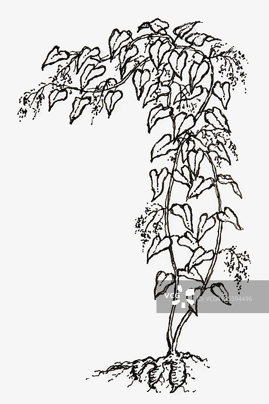 何首乌（花蔓或多花蓼）的黑白插图，草本植物，心形叶子和花朵长在长茎上，还有根图片素材