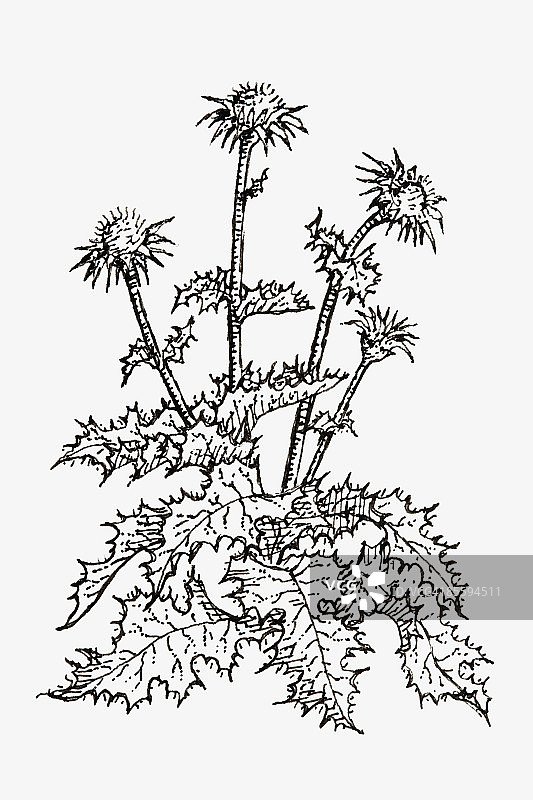 水飞蓟（又名：乳蓟）的黑白插图：带尖刺叶子和蓟花的植物图片素材