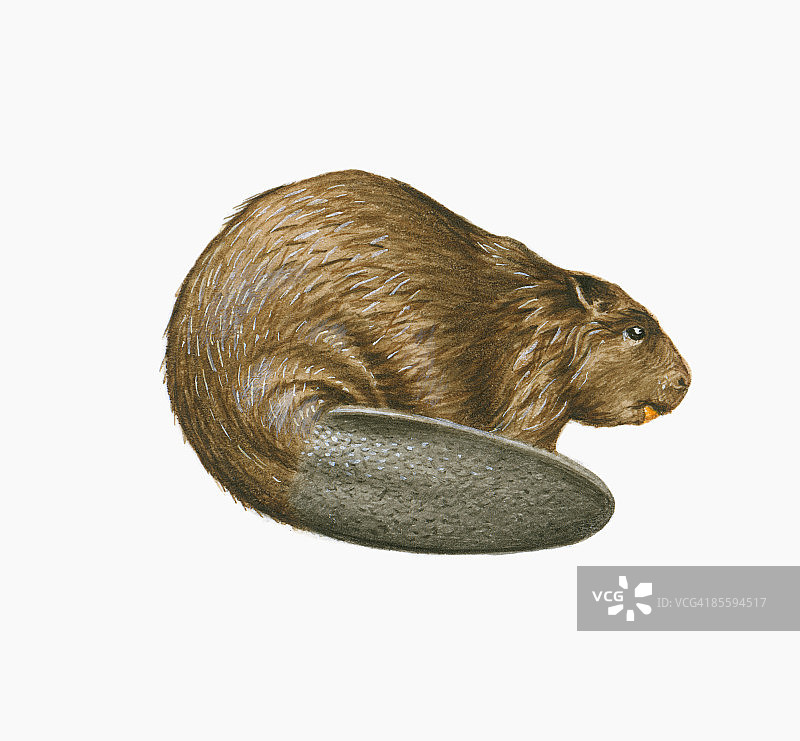 美洲河狸插图，棕色毛皮和大而扁平的桨状尾巴图片素材