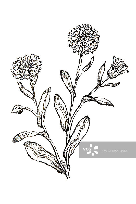 金盏花（可食用叶和花）黑白插画图片素材