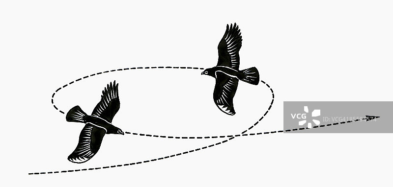 高展翼飞鸟编队飞行的黑白插画图片素材