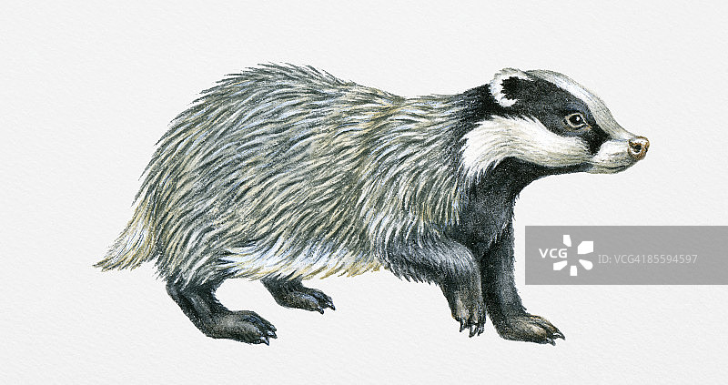 欧洲獾插画图片素材