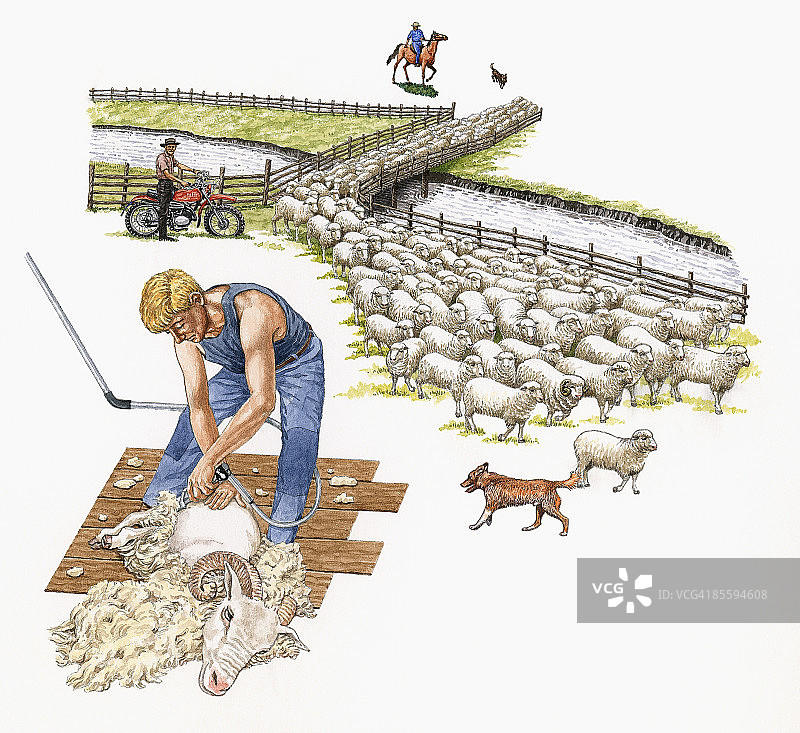 绵羊剪毛工插画，穿着防护服，从公羊身上剪羊毛，以及骑摩托车和马的男人带着狗在桥上放牧绵羊图片素材