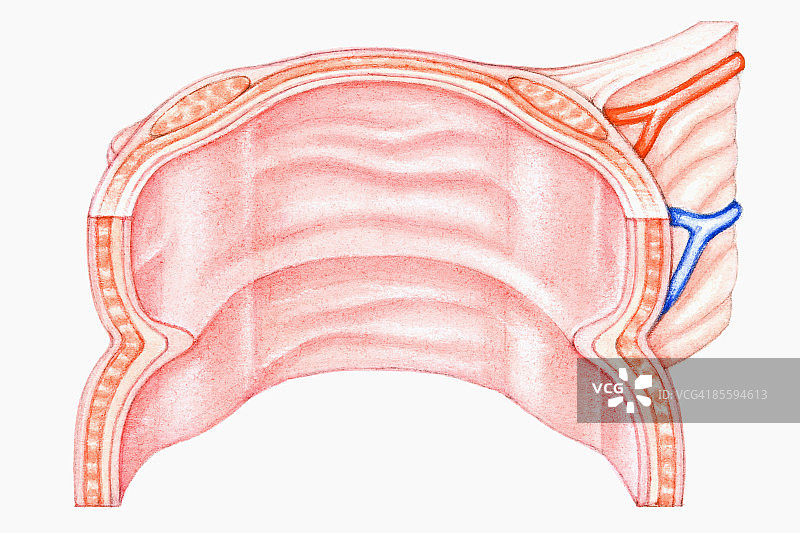 人类大肠横截面图示图片素材