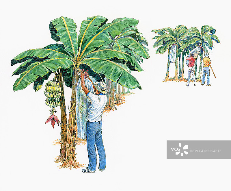 洪都拉斯种植园中用塑料袋覆盖香蕉串的男人插画图片素材