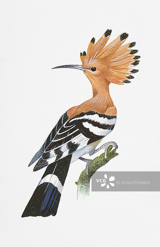 戴胜鸟栖息在树枝上的插画图片素材