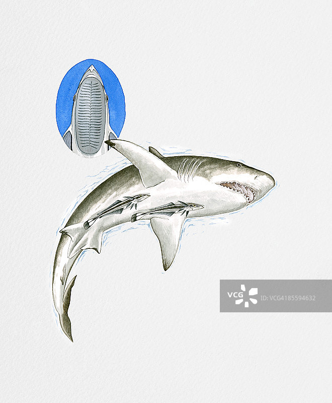鮣鱼吸附在鲨鱼腹部插画图片素材