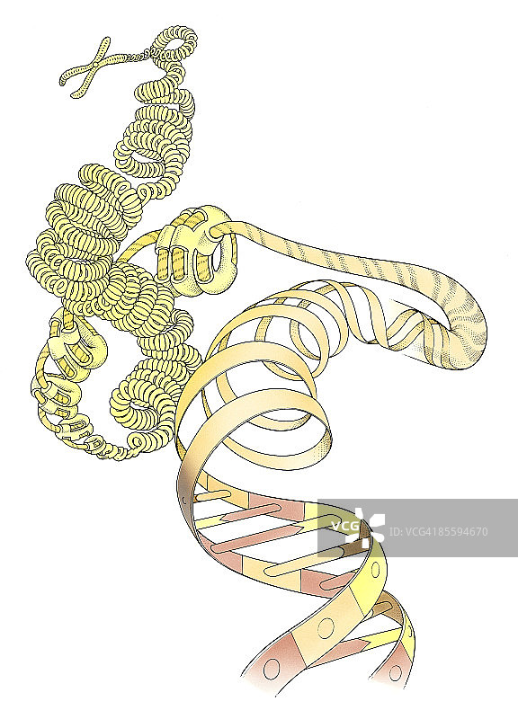 DNA插图图片素材
