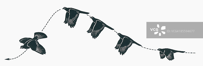 鸟类椭圆形翅膀波浪式飞行编队的黑白插画图片素材