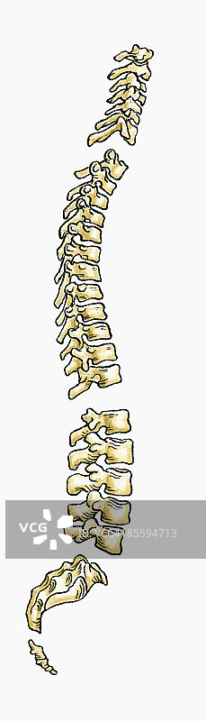 人体脊柱侧视图插画图片素材
