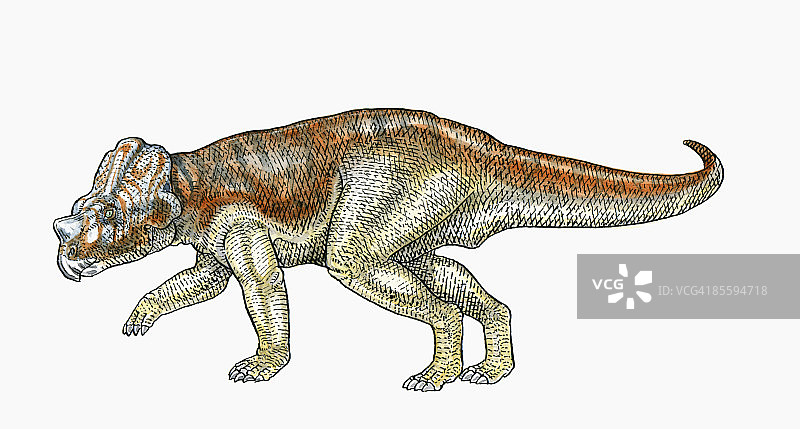 Bagaceratops恐龙插画，喙上有小角，头部有褶边图片素材