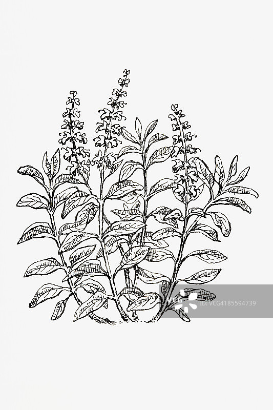 黑白插画：鼠尾草，带花叶的长茎植物图片素材