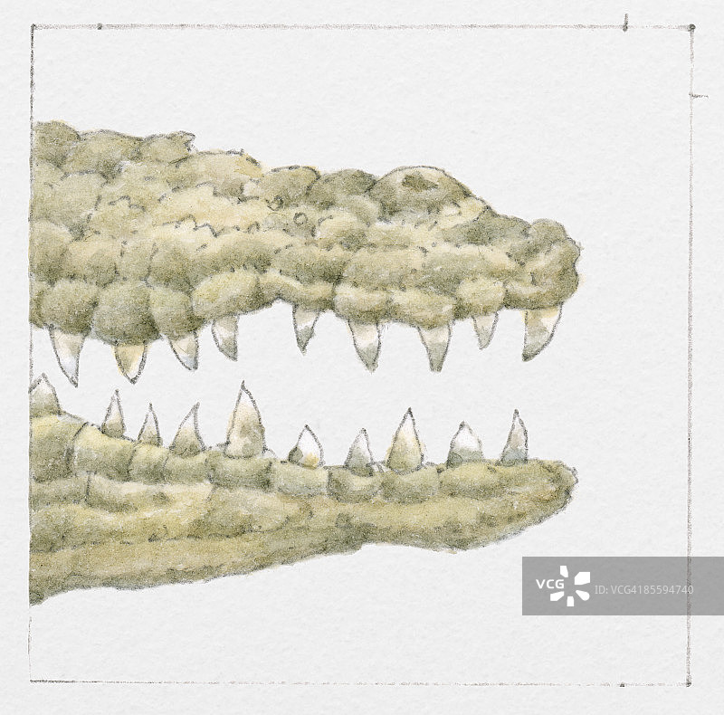 张开嘴的尼罗鳄（Crocodylus niloticus）露出锋利牙齿插画图片素材