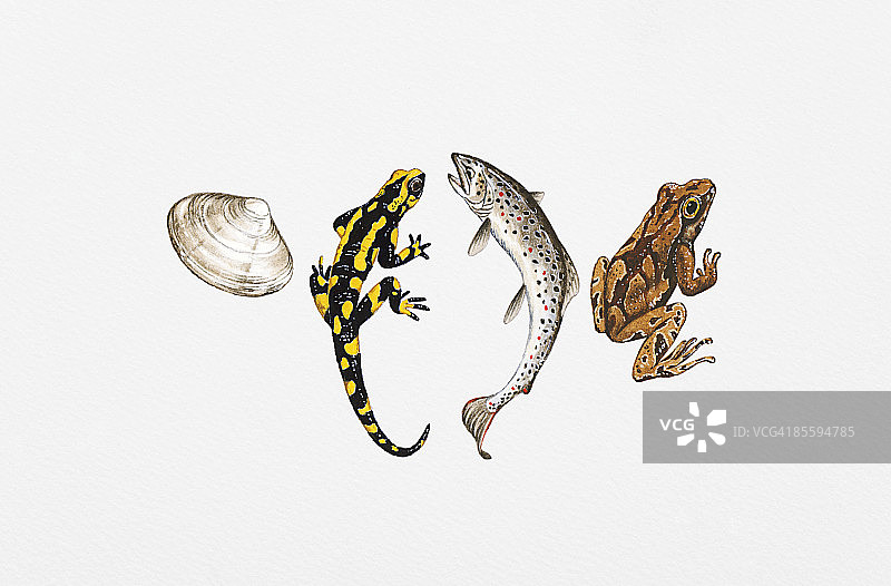 海螺、蝾螈、鲑鱼和青蛙的插画图片素材