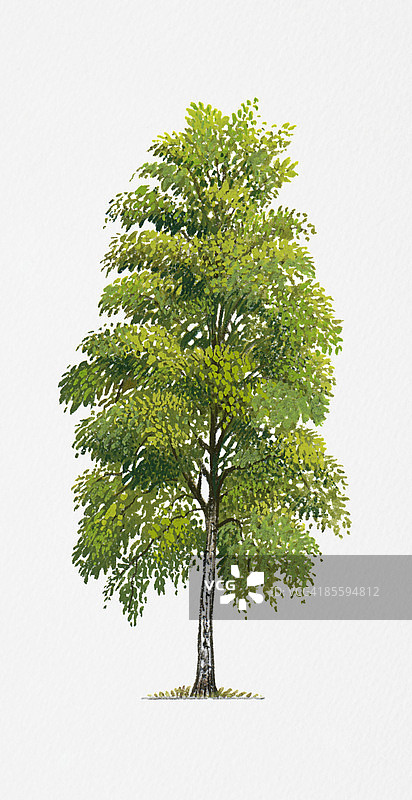 欧洲北部常见的垂枝桦（银桦），夏季绿叶繁茂插画图片素材