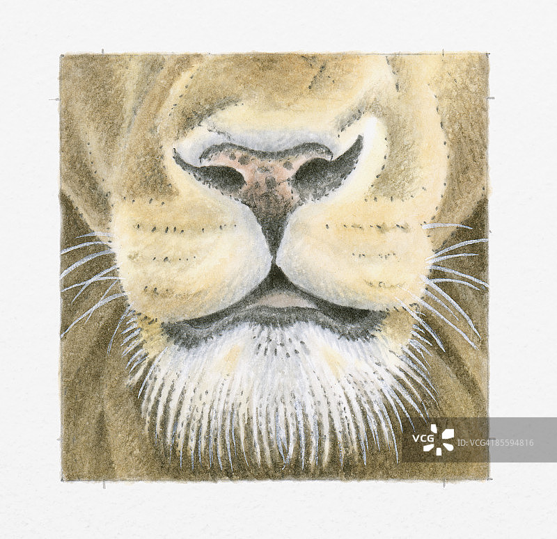 母狮（Panthera leo）的口、鼻和胡须插画图片素材