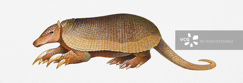 巨犰狳（Priodontes maximus）插画，濒危的南美哺乳动物图片素材