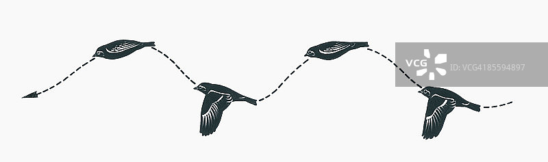 鸟类编队飞行波状翼型黑白插画图片素材