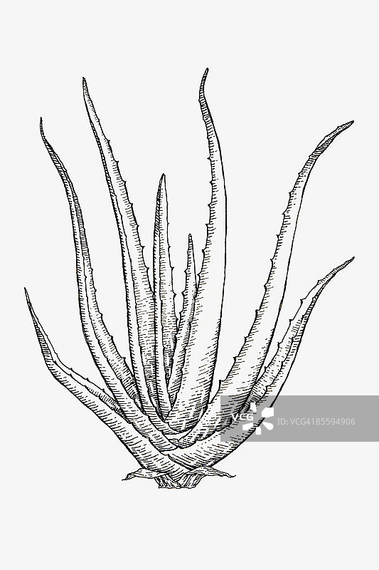 黑白插画：库拉索芦荟，具有披针形、肥厚多汁叶子的多肉植物图片素材