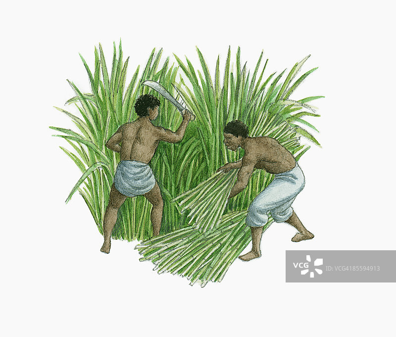 奴隶在种植园收割甘蔗插画图片素材