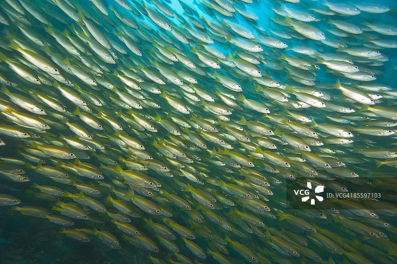 成群结队的小鲷鱼图片素材