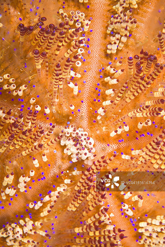 火焰海胆图片素材