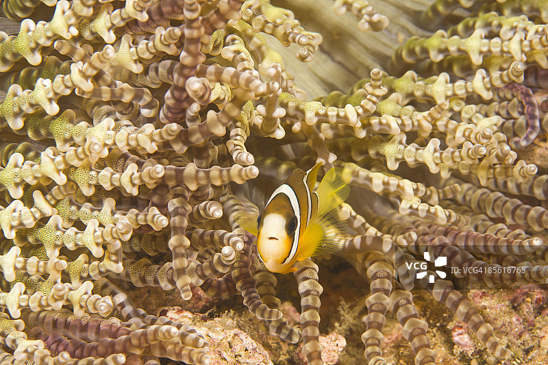 幼年海葵鱼图片素材