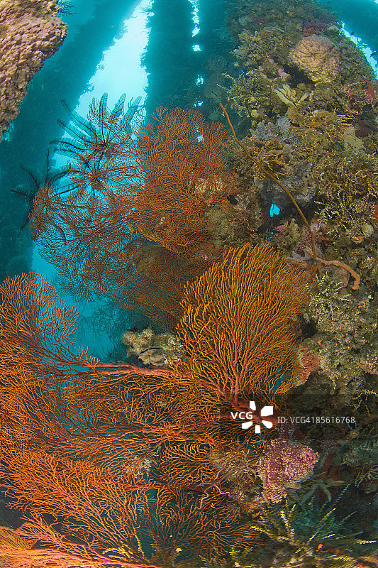 杜马盖地码头水下风光图片素材