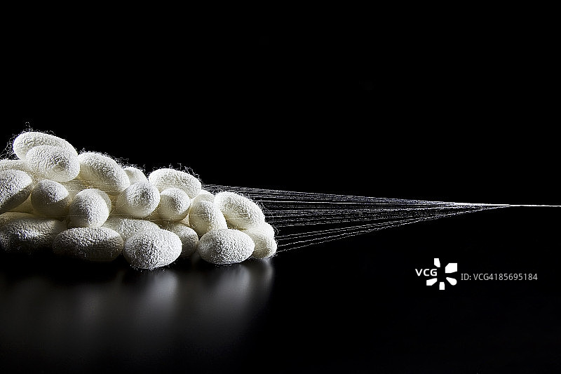 缠绕的蚕丝图片素材