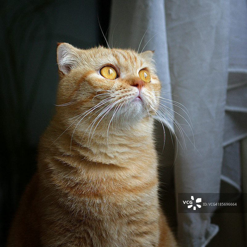 向上看的苏格兰折耳猫图片素材