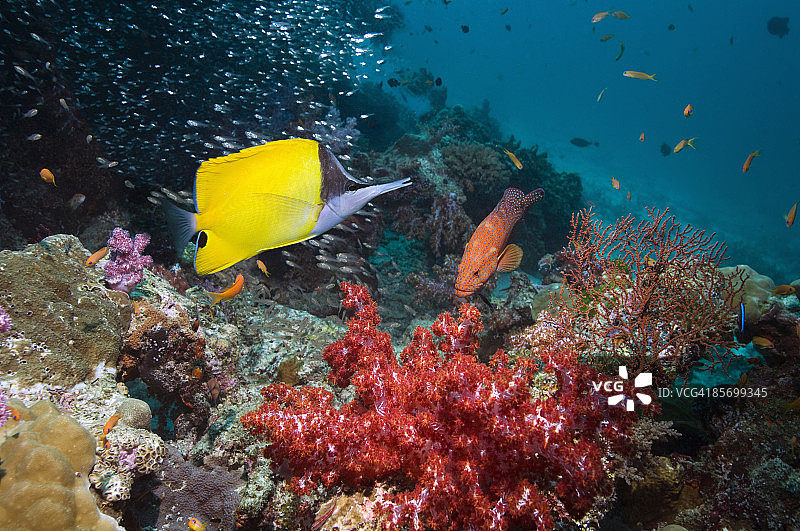 长吻蝴蝶鱼图片素材