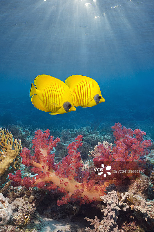 金色蝴蝶鱼（半月盖刺鱼）图片素材