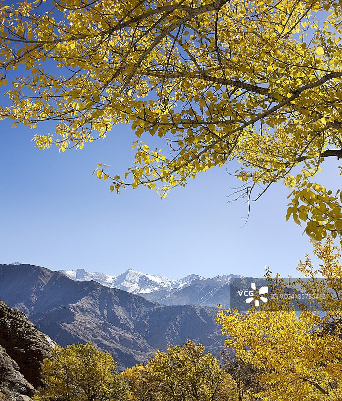 白杨树和山脉图片素材